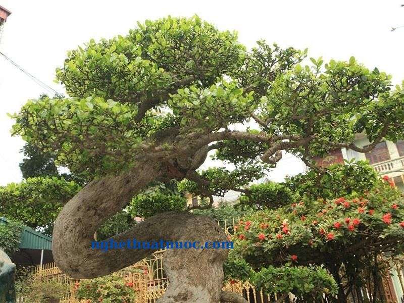 cách uốn cây duối bonsai